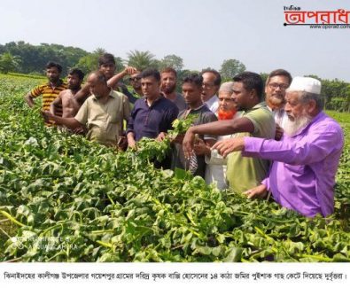 কালীগঞ্জে এবার পুইশাক গাছ কেটে দিল দুর্বৃত্তরা