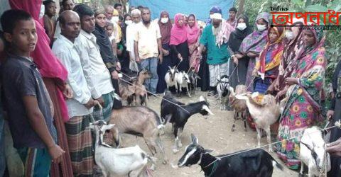 জকিগঞ্জের বারহালে সূচনা প্রকল্পের ছাগল বিতরণ