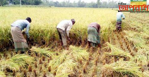 কুষ্টিয়ার কৃষকরা সোনালী ধান ঘরে তুলতে ব্যস্ত: ঘরে ঘরে চলছে নবান্নের উৎসব