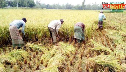 কুষ্টিয়ার কৃষকরা সোনালী ধান ঘরে তুলতে ব্যস্ত: ঘরে ঘরে চলছে নবান্নের উৎসব