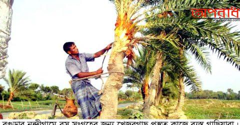 নন্দীগ্রামে রস সংগ্রহের জন্য খেজুরগাছ প্রস্তুত কাজে ব্যস্ত গাছিয়ারা