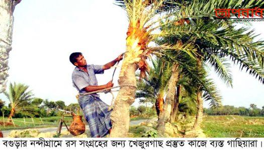 নন্দীগ্রামে রস সংগ্রহের জন্য খেজুরগাছ প্রস্তুত কাজে ব্যস্ত গাছিয়ারা