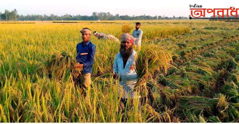 নন্দীগ্রামে আমন ধান কাটা-মাড়াই পুরোদমে চলছে