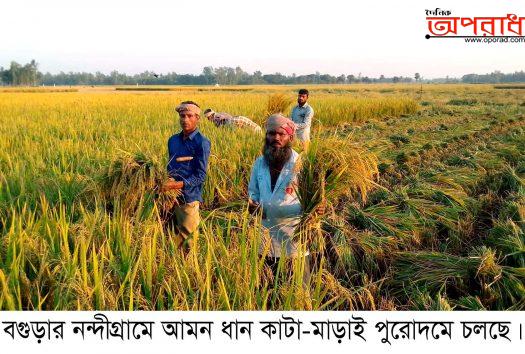 নন্দীগ্রামে আমন ধান কাটা-মাড়াই পুরোদমে চলছে