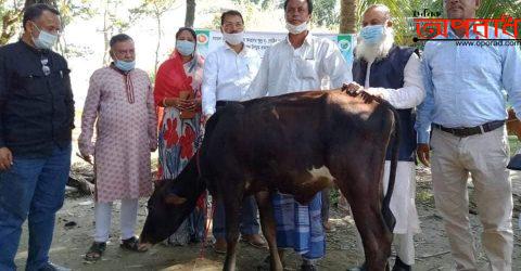 কলাপাড়ায় ক্ষুদ্র নৃ-গোষ্ঠীর ১৩ পরিবারের মাঝে গরু (বকনা) বিতরণ॥