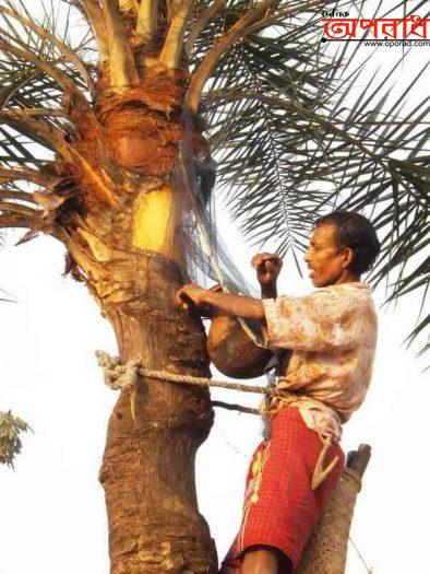 হাল্কা-মৃদু কুয়াশায় শীতের আগমনে খেজুর গাছের রস সংগ্রহের প্রস্তুতি চলছে উপকূলজুড়ে॥