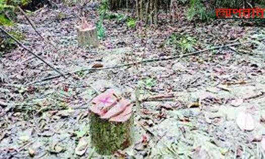 কলাপাড়ায় বনদস্যুরা এবার মহিপুর রেঞ্জের বন উজাড় করছে দেদারছে॥