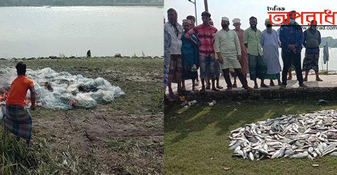 কলাপাড়ায় ১০মন জাটকা ইলিশ ও ২লক্ষ মিটার কারেন্ট জাল আটক করেছে কুয়াকাটা নৌ-পুলিশ॥