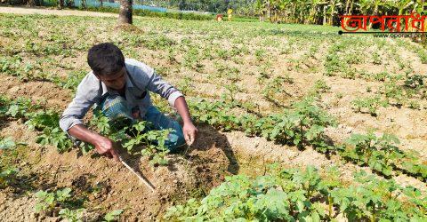 আলুর পরিচর্যা ও কর্তনে ব্যস্ত সময় পার করছে কালীগঞ্জের চাষীরা