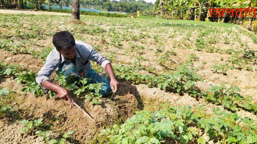 আলুর পরিচর্যা ও কর্তনে ব্যস্ত সময় পার করছে কালীগঞ্জের চাষীরা