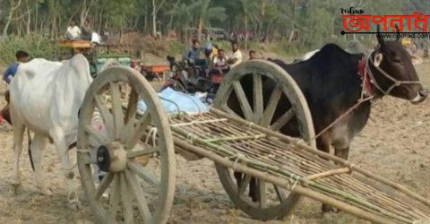 ঝিনাইদহে বঙ্গবন্ধুর স্বদেশ প্রত্যাবর্তন দিবস উপলক্ষে ঐতিহ্যবাহী গরুর গাড়ির দৌড় প্রতিযোগিতা