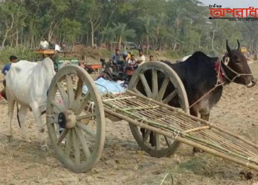 ঝিনাইদহে বঙ্গবন্ধুর স্বদেশ প্রত্যাবর্তন দিবস উপলক্ষে ঐতিহ্যবাহী গরুর গাড়ির দৌড় প্রতিযোগিতা