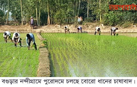 নন্দীগ্রামে পুরোদমে চলছে   বোরো ধানের চাষাবাদ 