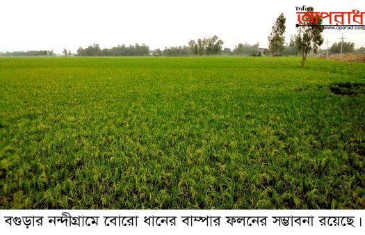 নন্দীগ্রামে বোরো ধানের বাম্পার   ফলনের উজ্জ্বল সম্ভাবনা