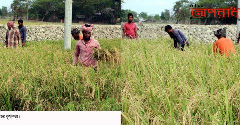 কুয়াকাটায় কৃষকদের বোরো ধান কাটার উৎসবে ঘরে ঘরে চলছে আনন্দের বন্যা ॥