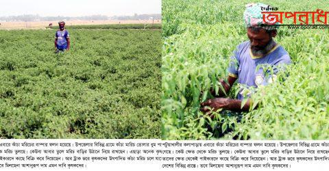 কলাপাড়ায় কাঁচা মরিচের ফলন বাম্পার হলেও বাজারে সেরকম দাম পাচ্ছেনা কৃষক ॥