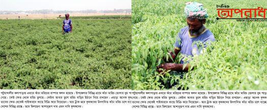 কলাপাড়ায় কাঁচা মরিচের ফলন বাম্পার হলেও বাজারে সেরকম দাম পাচ্ছেনা কৃষক ॥