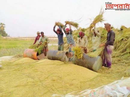 রূপগঞ্জে কৃষকের ধান ঘরে তোলতে ব্যস্থ্য সময় পার করছেন চাষিরা।