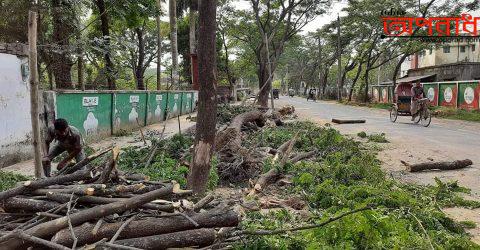 কুষ্টিয়া পৌরসভার দুর্নীতি ফাঁস ১৪ লক্ষ টাকার ২০৩টি গাছ ১৬ বছর পর ১ লাখ ৬১ হাজার টাকায় বিক্রি