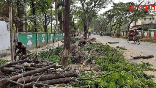 কুষ্টিয়া পৌরসভার দুর্নীতি ফাঁস ১৪ লক্ষ টাকার ২০৩টি গাছ ১৬ বছর পর ১ লাখ ৬১ হাজার টাকায় বিক্রি