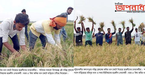 কলাপাড়ায় মহামারি করোনায় শ্রমিক না পাওয়ায় কৃষকের ধান কেটে দিলো ছাত্রলীগ ॥