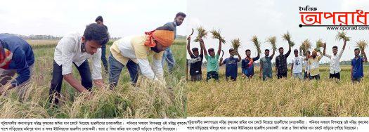 কলাপাড়ায় মহামারি করোনায় শ্রমিক না পাওয়ায় কৃষকের ধান কেটে দিলো ছাত্রলীগ ॥