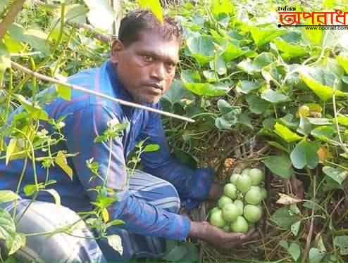 নোয়াখালী চাটখিলে এক থোকাতে ত্রিশটি লাউ দেখেতে উৎসুক জনতার ভিড়।