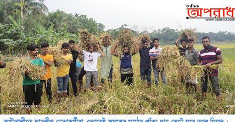 পিরোজপুরের কাউখালীতে ছাত্রলীগ নেতা-কর্মীরা কৃষকের ধান কেটে দিল