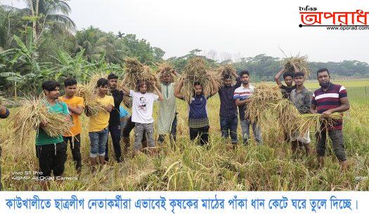 পিরোজপুরের কাউখালীতে ছাত্রলীগ নেতা-কর্মীরা কৃষকের ধান কেটে দিল