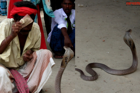 সাপের খেলা বিলুপ্তির পথে,অনাহারে সাপুড়েরা