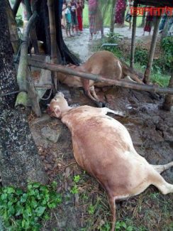 সেনবাগে বজ্রপাতে দুই গরুর মৃত্যু,