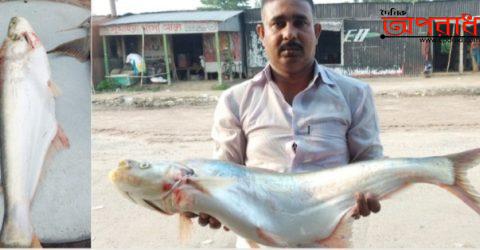 রাজবাড়ীতে জেলের জালে ধরা পড়লো ঢাই মাছ,প্রতি কেজির মূল্য প্রায় ৩ হাজার