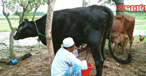 কলাপাড়ায় অবিশ্বাস্য ও আলৌকিক ঘটনা ৭ মাস বয়সী গরুর বাছুরে দিচ্ছে প্রায় ৪ লিটার দুধ ॥