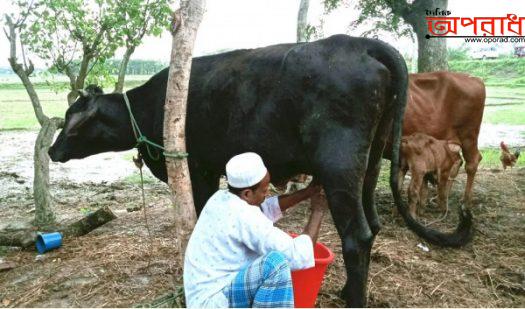 কলাপাড়ায় অবিশ্বাস্য ও আলৌকিক ঘটনা ৭ মাস বয়সী গরুর বাছুরে দিচ্ছে প্রায় ৪ লিটার দুধ ॥