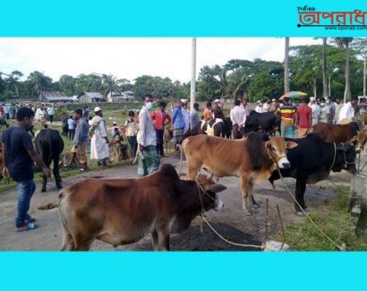 কলাপাড়ায় দেশী গরুর চাহিদা ব্যাপক কোরবানীর পশুর হাট পুরো জমজমাট ॥