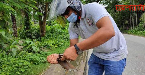 আহত পাখির প্রতি সাংবাদিকের গভীর ভালোবাসা