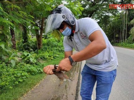 আহত পাখির প্রতি সাংবাদিকের গভীর ভালোবাসা