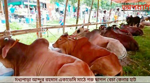 সিরাজদিখানে জমে উঠেছে কোরবানীর অস্হায়ী পশুরহাট মাষ্টার আবদুর রহমান একাডেমী মাঠে।