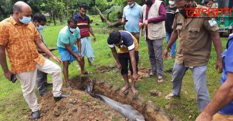 হালদা নদীর শাখা খালে ভেসে উঠল মৃত ডলফিন