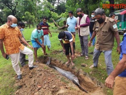 হালদা নদীর শাখা খালে ভেসে উঠল মৃত ডলফিন