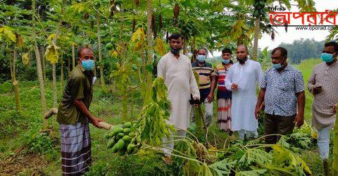 কালীগঞ্জে ধরন্ত  পেঁপে গাছের সঙ্গে শত্রুতা!