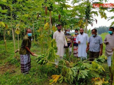 কালীগঞ্জে ধরন্ত  পেঁপে গাছের সঙ্গে শত্রুতা!