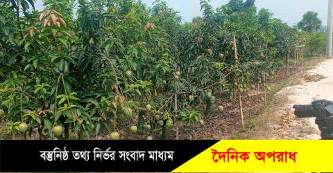 নওগাঁ’র পত্নীতলা উপজেলায় লেট ভ্যারাইটির গৌরমতি জাতের আম বাগান গড়ে তুলে আথিক ভাবে লাভবান হয়েছেন