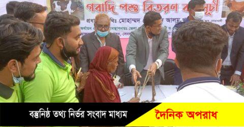 সেনবাগে পুর্নবাসনের আওয়াতায় ভিক্ষুকদের গরু বিতরণ