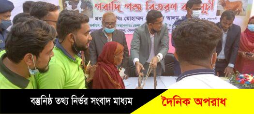 সেনবাগে পুর্নবাসনের আওয়াতায় ভিক্ষুকদের গরু বিতরণ