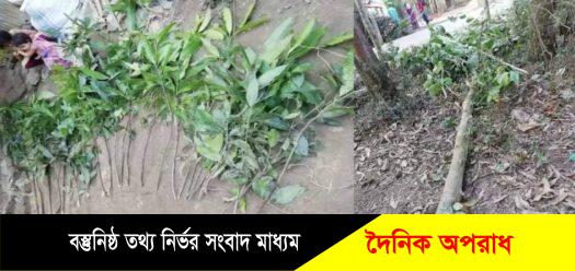 চুনারুঘাটে এক নিরীহ বিধবা মহিলার চারাগাছ কর্তন