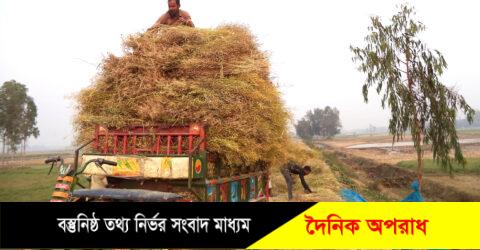 নন্দীগ্রামে এবারো সরিষার বাম্পার ফলন