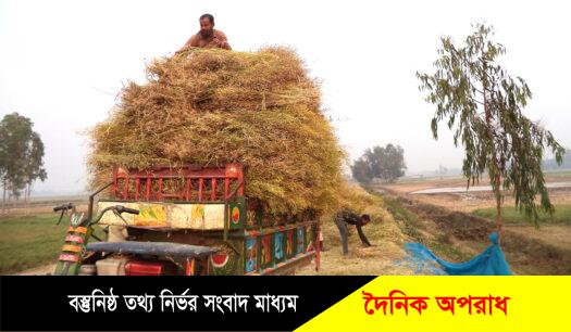 নন্দীগ্রামে এবারো সরিষার বাম্পার ফলন