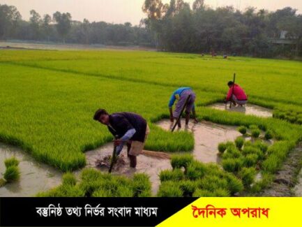 নওগাঁর রাণীনগরে ইরি-বোরো ধান রোপনে ব্যস্ত কৃষকরা