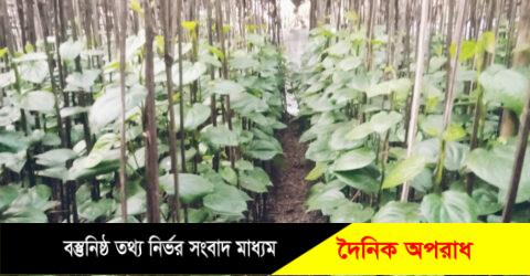 মুন্সীগঞ্জে কালের পরিবর্তে হারিয়ে যাচ্ছে পান বরজ শিল্প, খরচ বাড়াতে হিমশিম খাচ্ছেন কৃষকরা।